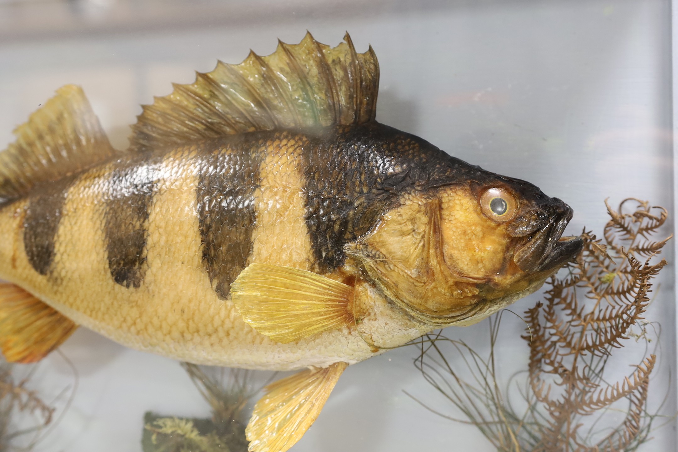 Taxidermy, a cased Perch, label to back, caught by DJ Burr, River Ure, Sept 1985, case 52 cms wide